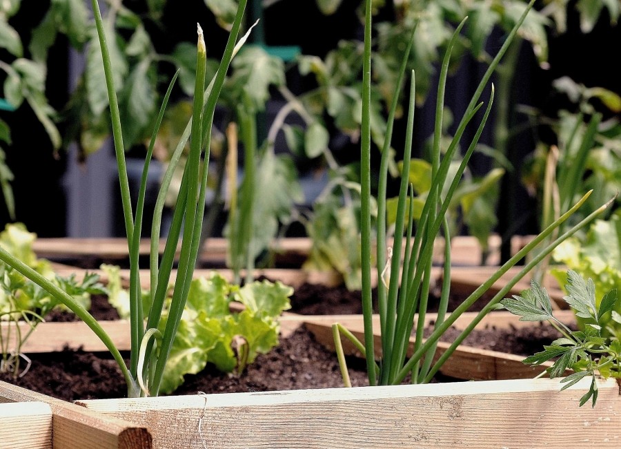 Tips For Growing An Urban Garden