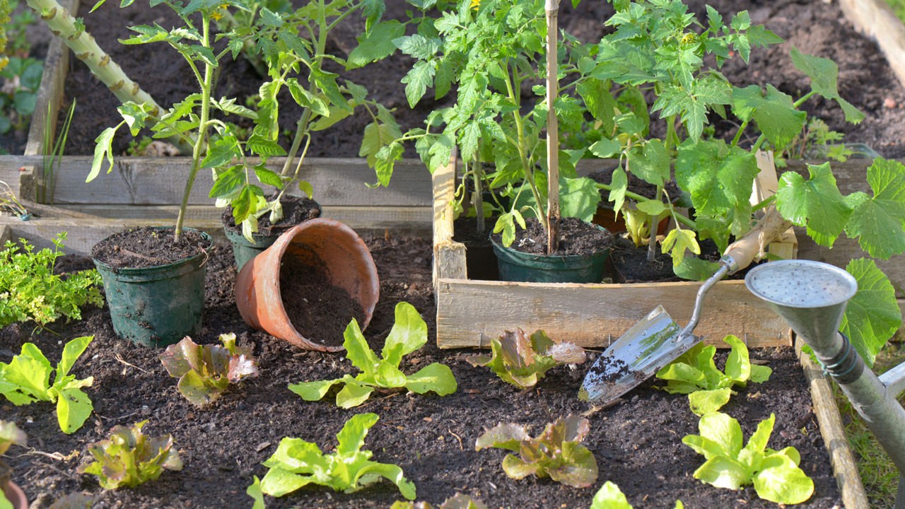 Tips for Gardens Great and Small