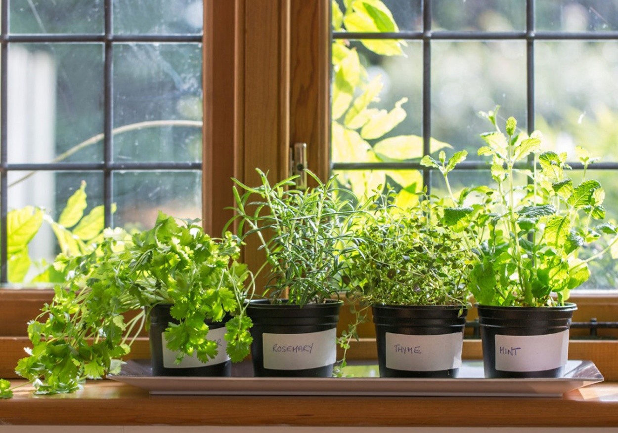 Growing Your Winter Herb Garden
